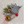 Untersetzer Filz MOOSE